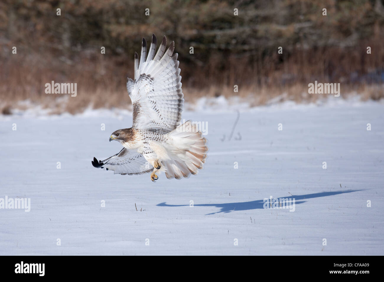 A Red-tailed Hawk (Buteo jamaicensis) flies with talons ready to catch its prey in the snow Stock Photo