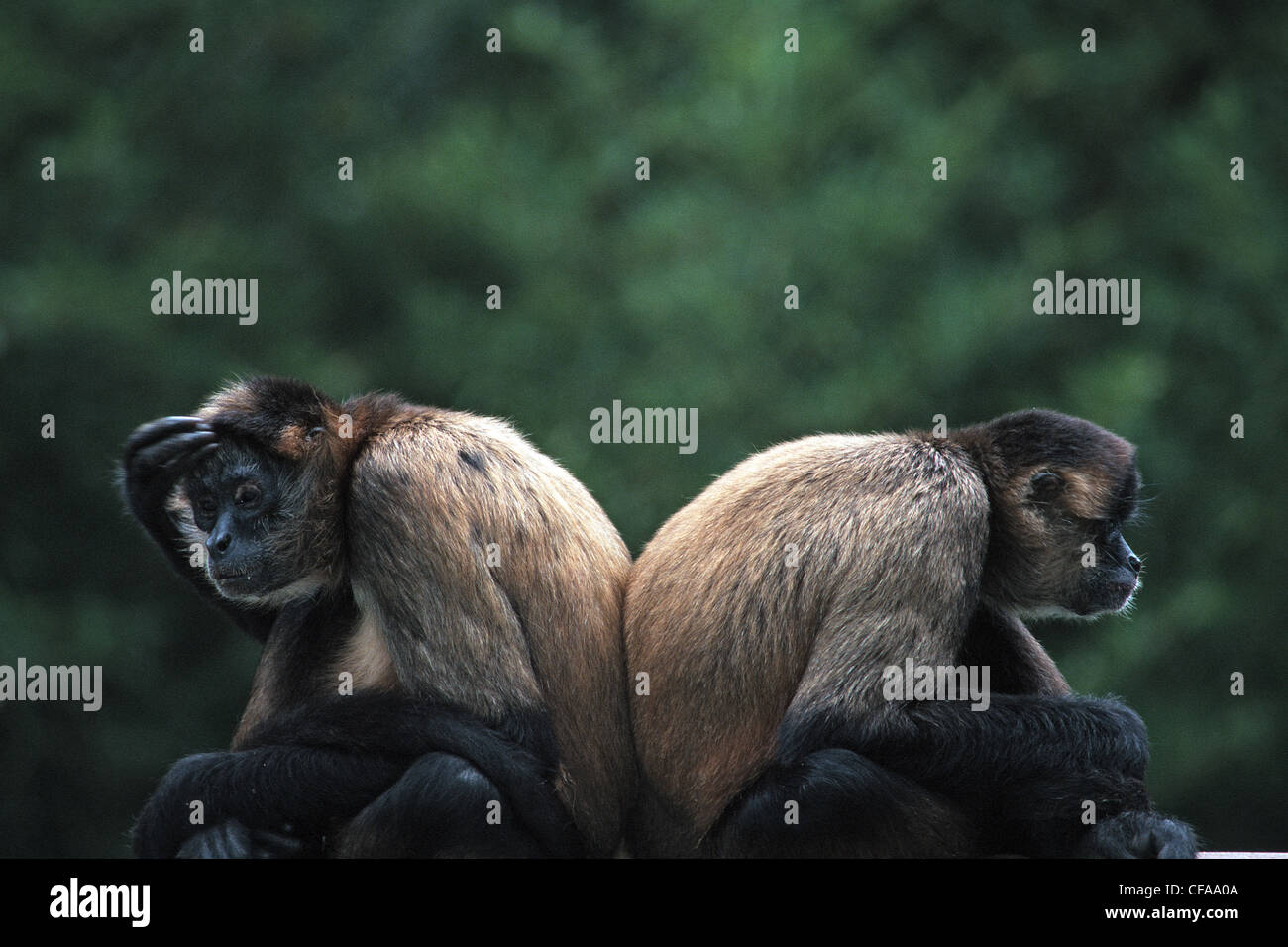 spider monkeys, monkey, ape, animals, Costa Rica Stock Photo - Alamy