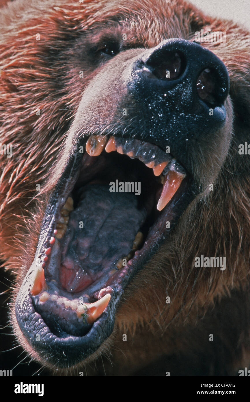 Growling Bear Tan Tee Growling Bear Tan Tee