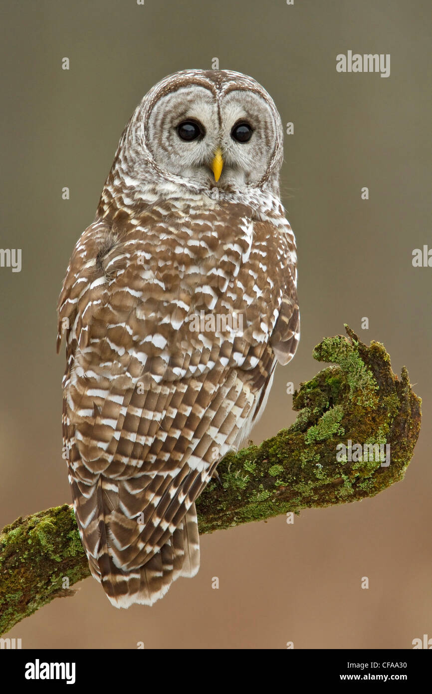 Strix Vari Barred Owl (Strix varia) perched on a branch Stock Photo - Alamy