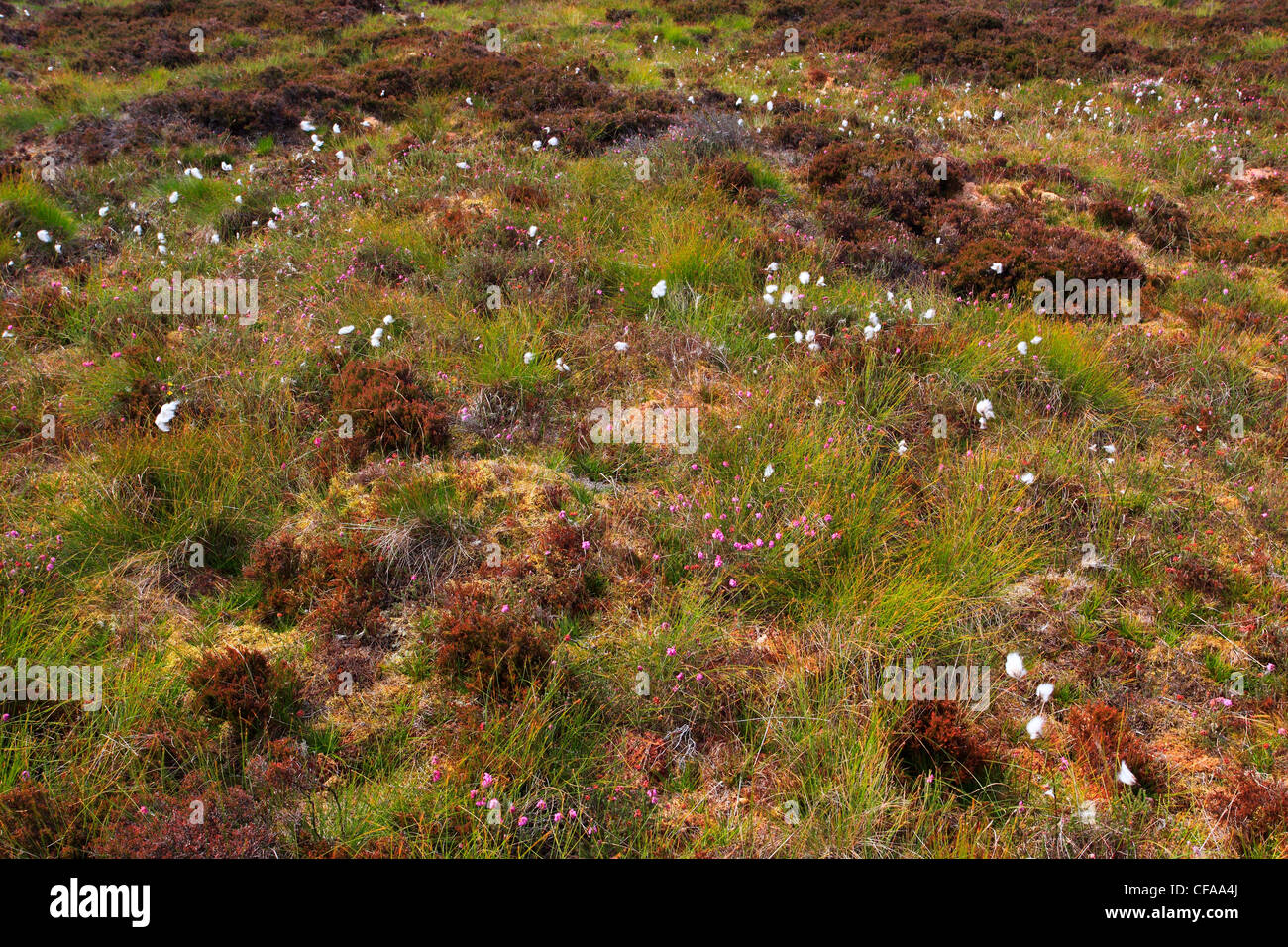 ling, common heater, Calluna vulgaris, Erica, Erika, Great Britain