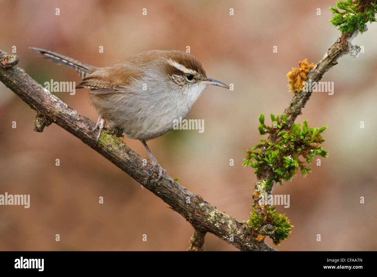 Bewick's Wren (Thryomanes bewickii) perched on a branch. Stock Photo