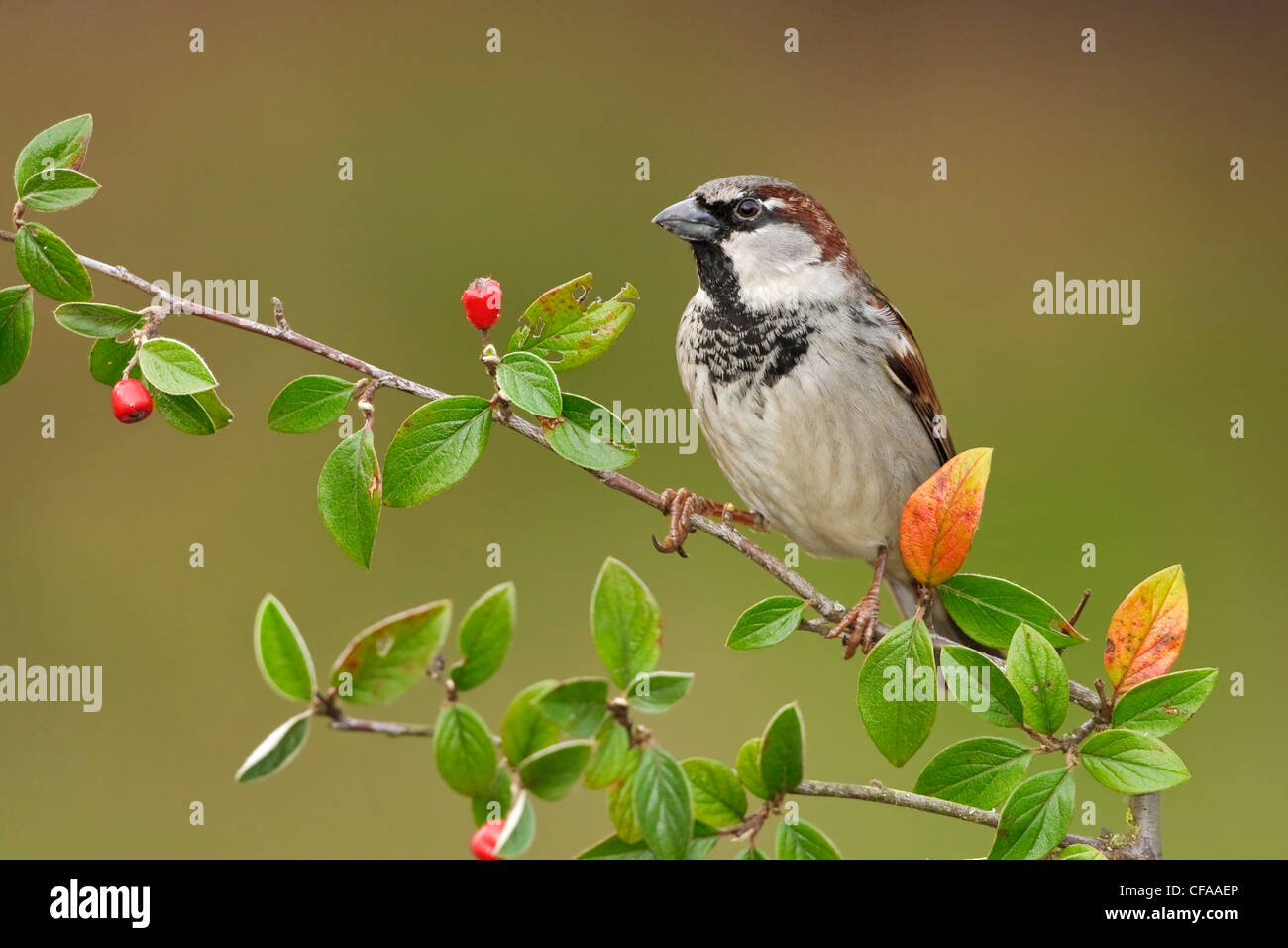 Widget sparrow. World Sparrow Day. Dalauan Sparrow. World Sparrow Day Wishes.