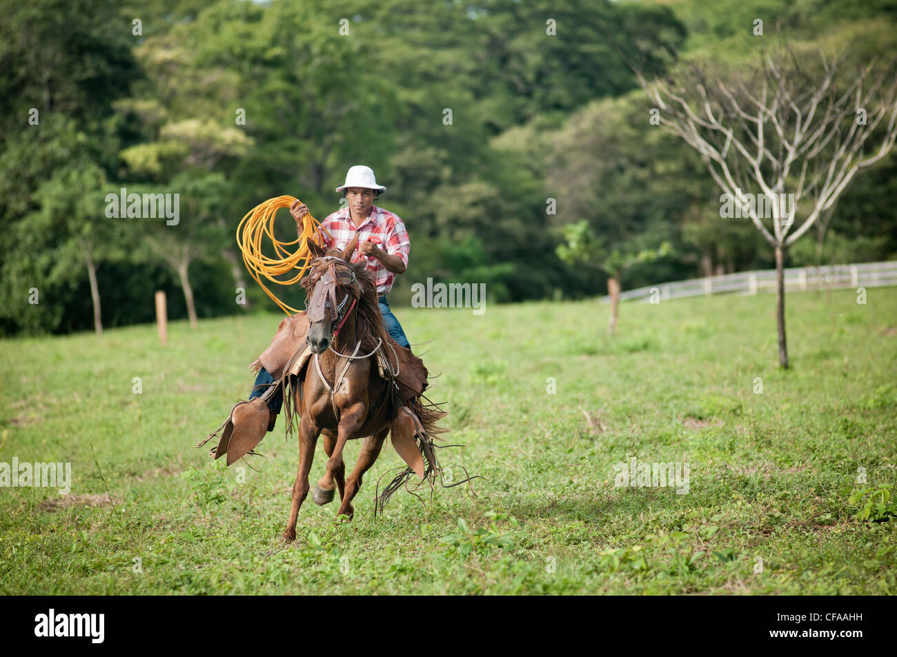 Man with lasso riding horse in field Stock Photo