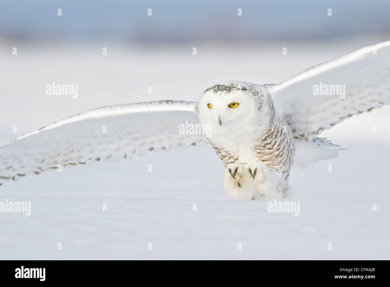 Snowy Owl (Bubo scandiacus) hunting for prey in winter Stock Photo - Alamy