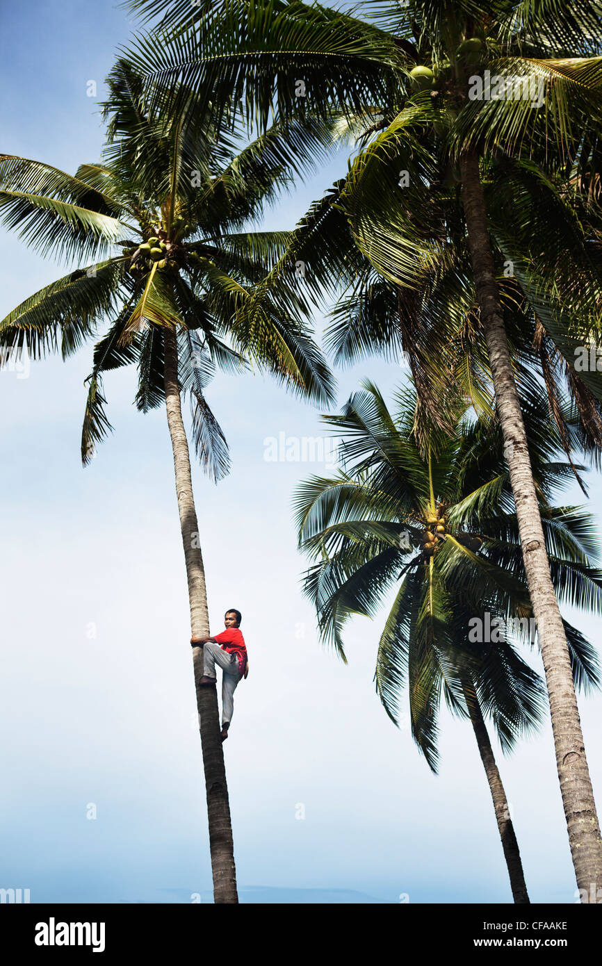 Man climbing tropical palm trees Stock Photo Alamy