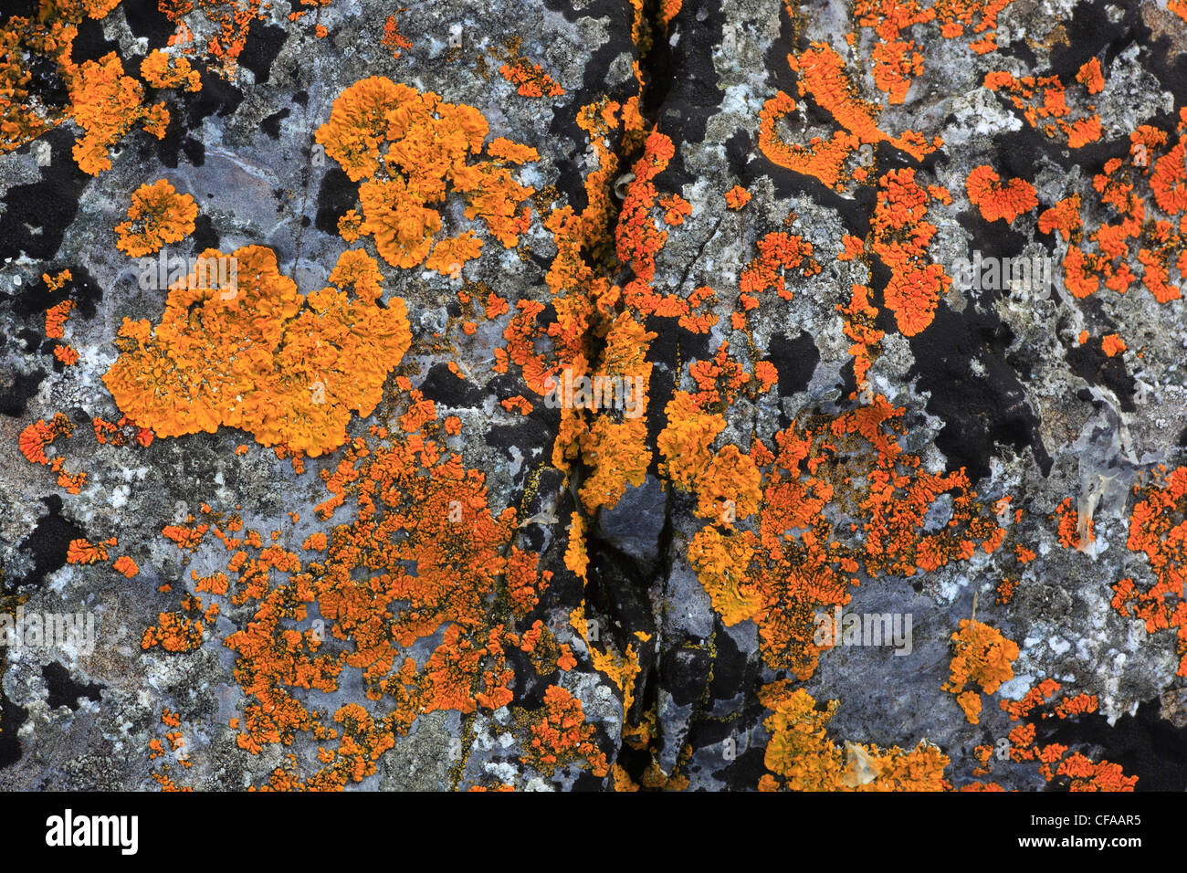 Coast, Scotland, yellow lichens, Scottish, stone, colorful, colours, Stock Photo