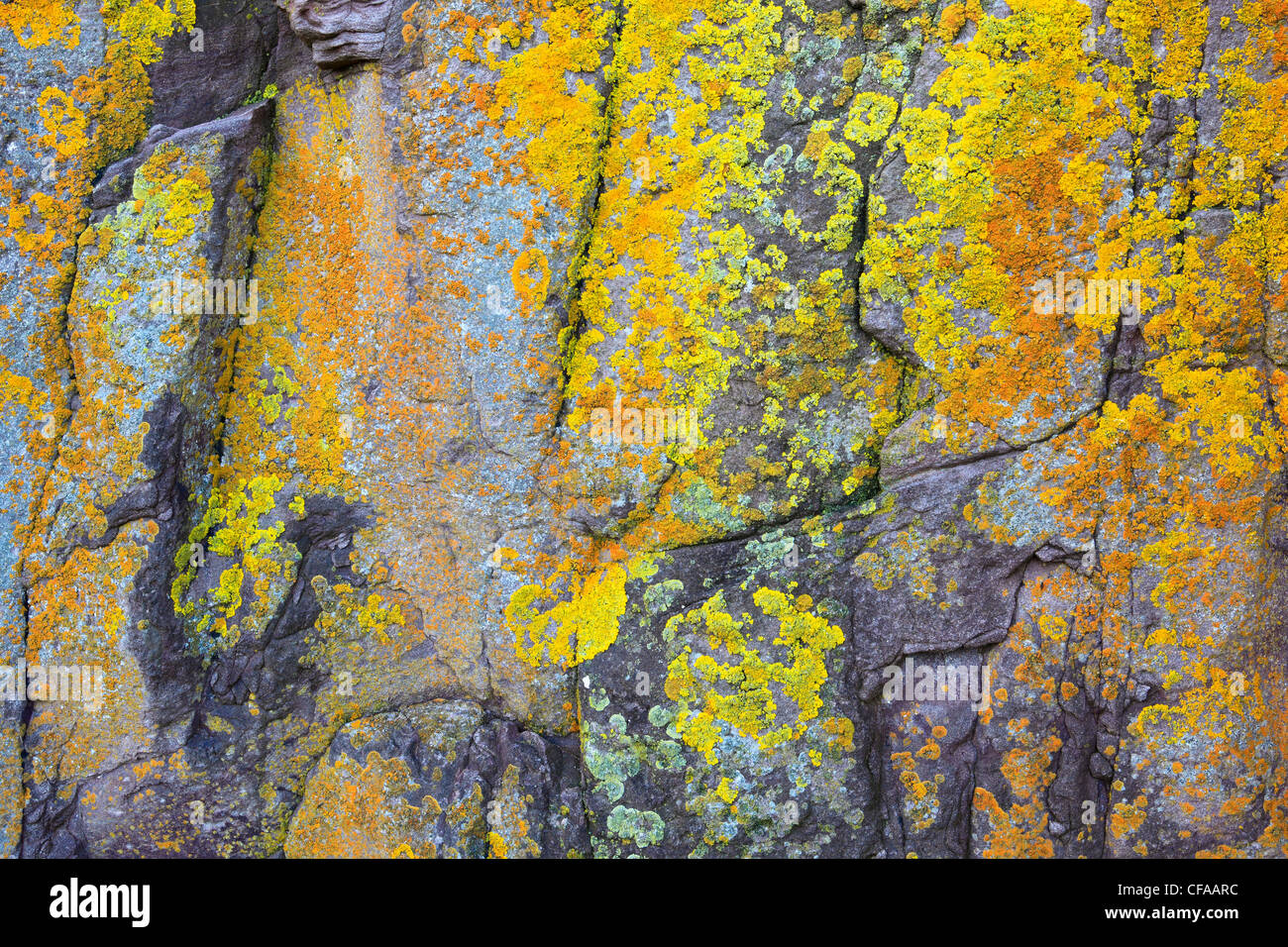 Coast, Scotland, yellow lichens, Scottish, stone, colorful, colours, Stock Photo