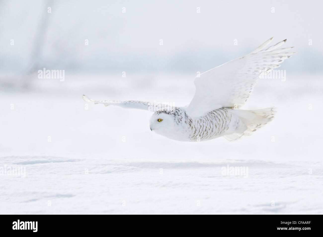 Snowy Owl (Bubo scandiacus) hunting for prey in winter. Stock Photo