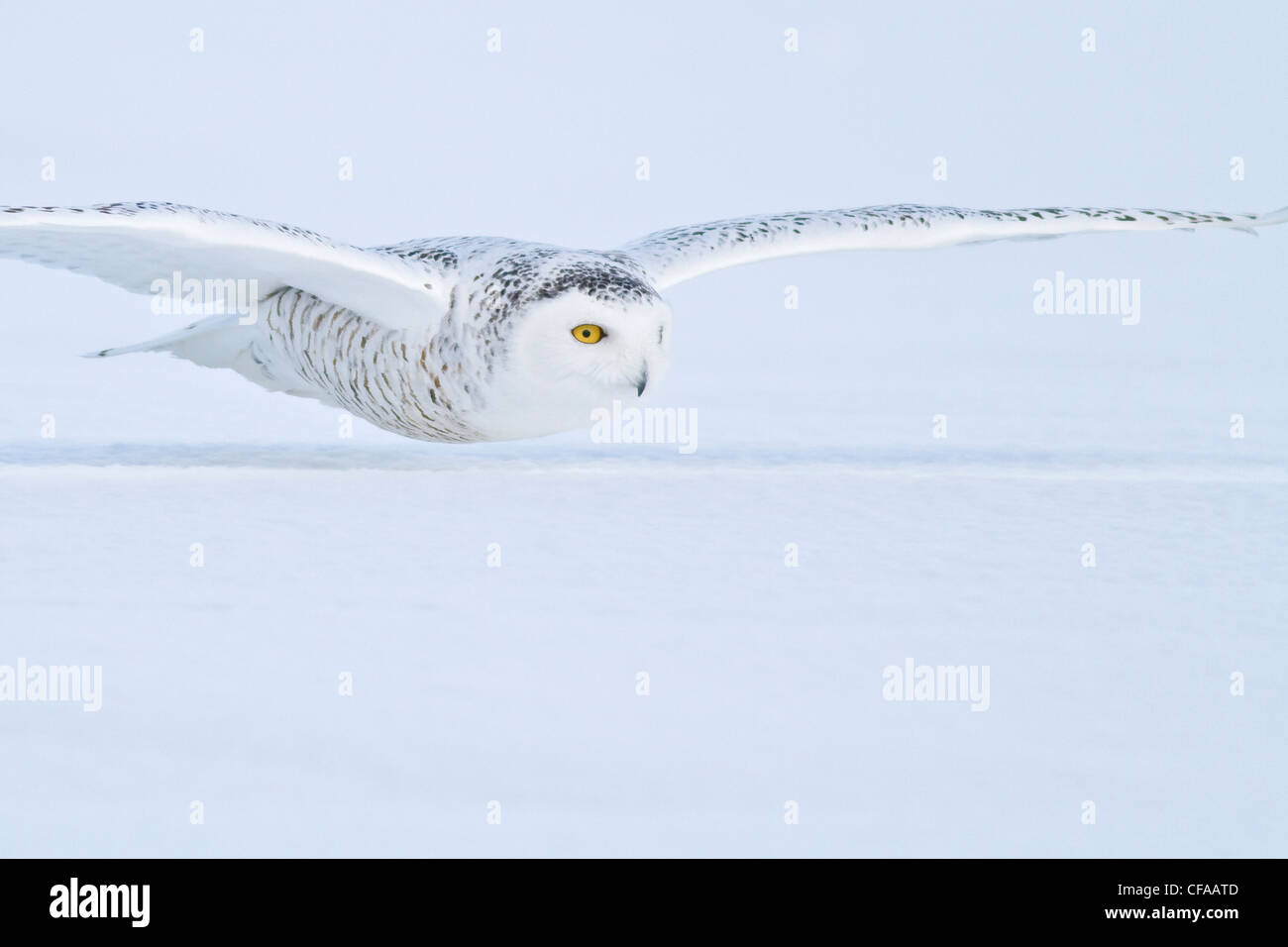 Snowy Owl (Bubo scandiacus) hunting for prey in winter Stock Photo - Alamy