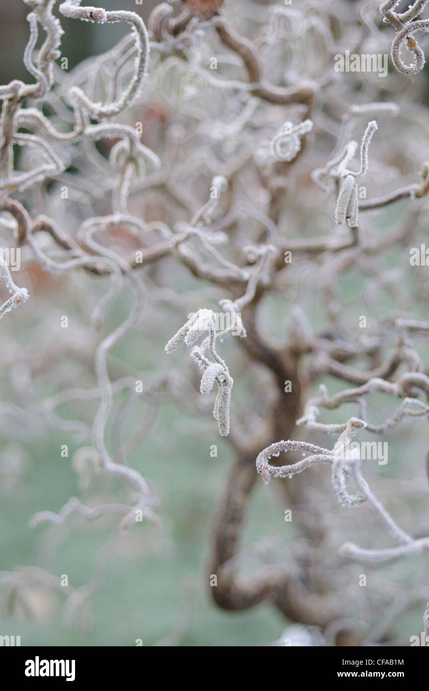 Corkscrew Hazel, Corylus avellana Contorta close up of branches and catkins on a frosty morning, January Stock Photo