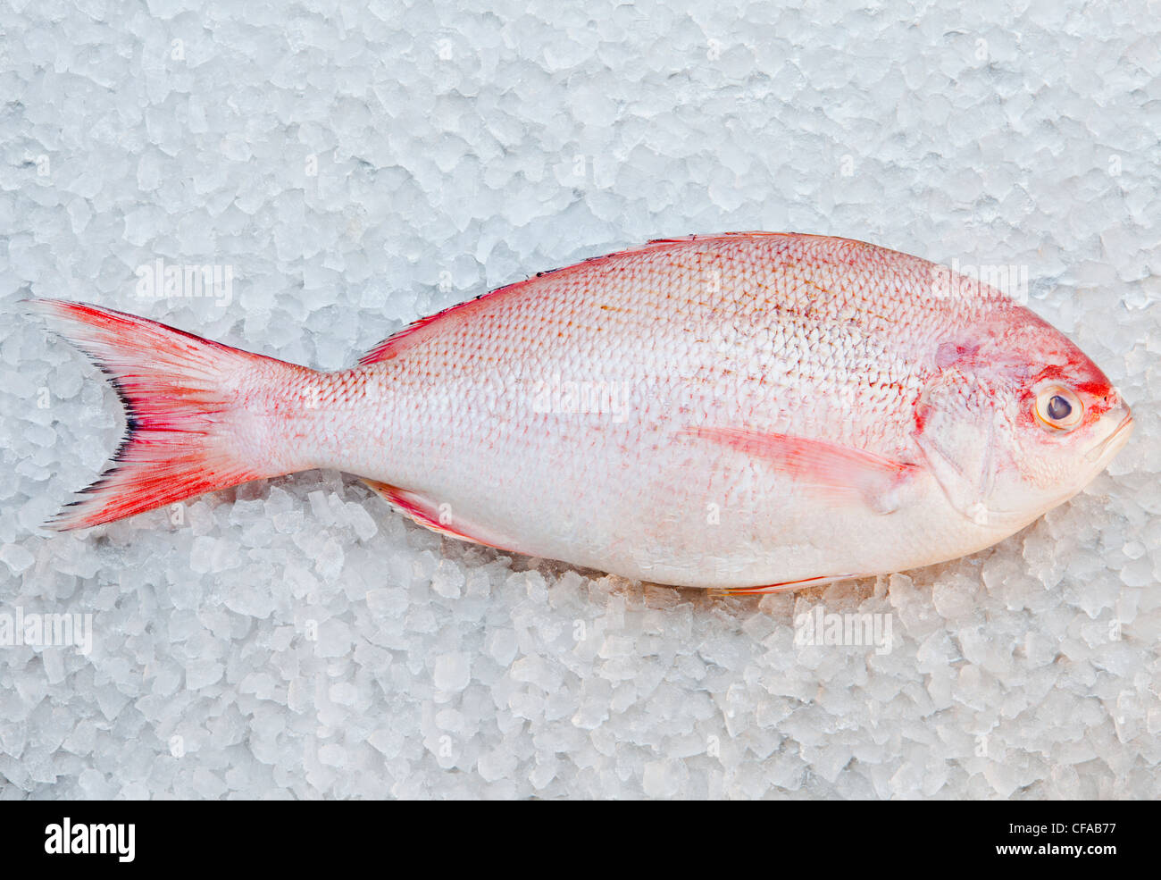 Golden snapper hi-res stock photography and images - Alamy