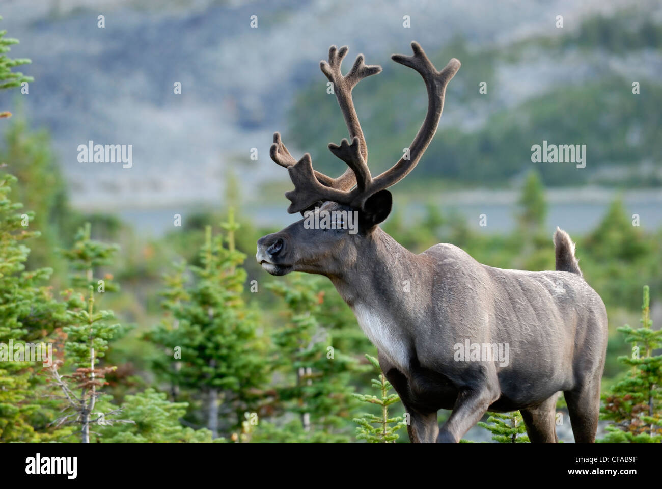 Southern mountain caribou hires stock photography and images Alamy