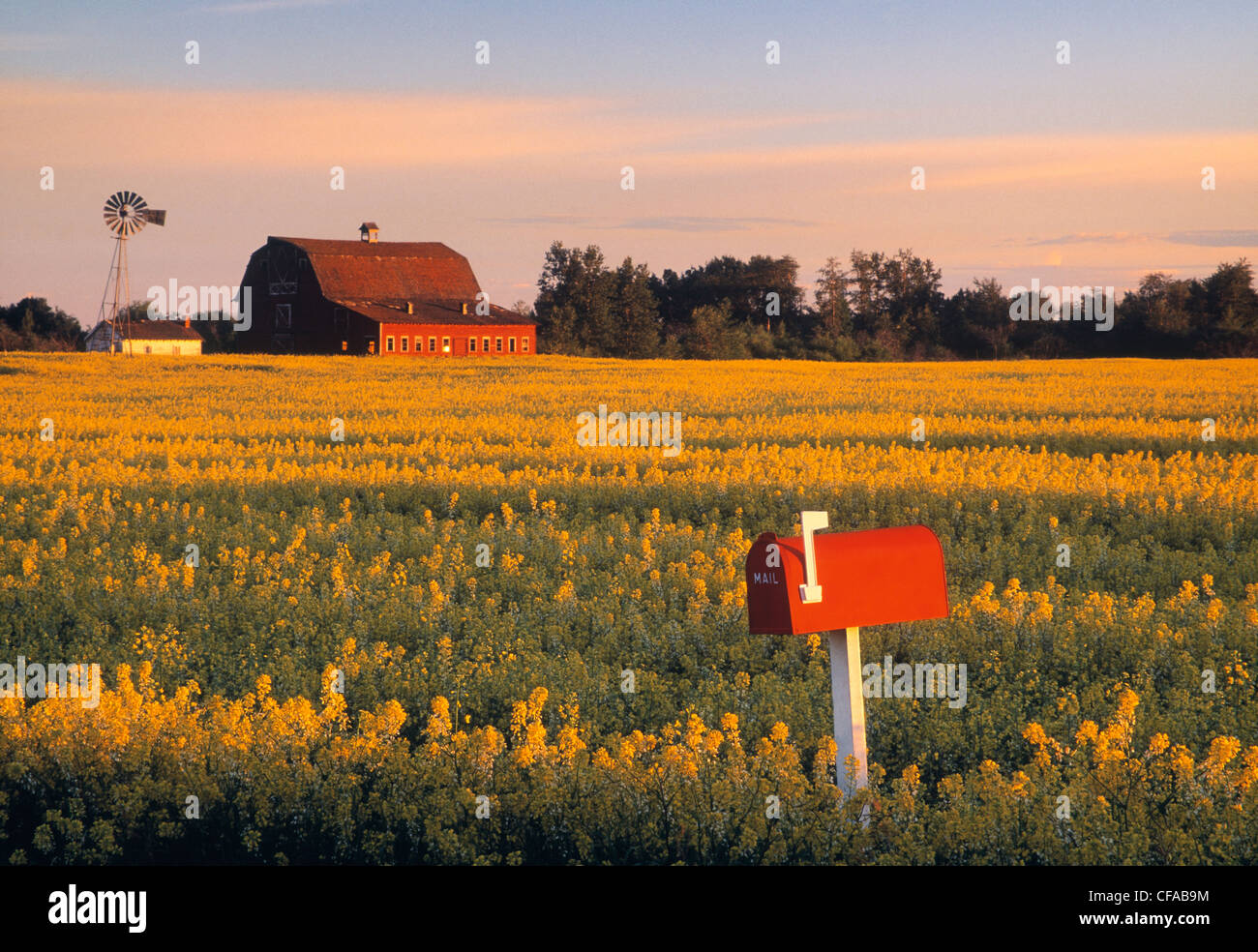 Canola field and farm near Leduc, Alberta, Canada Stock Photo Alamy
