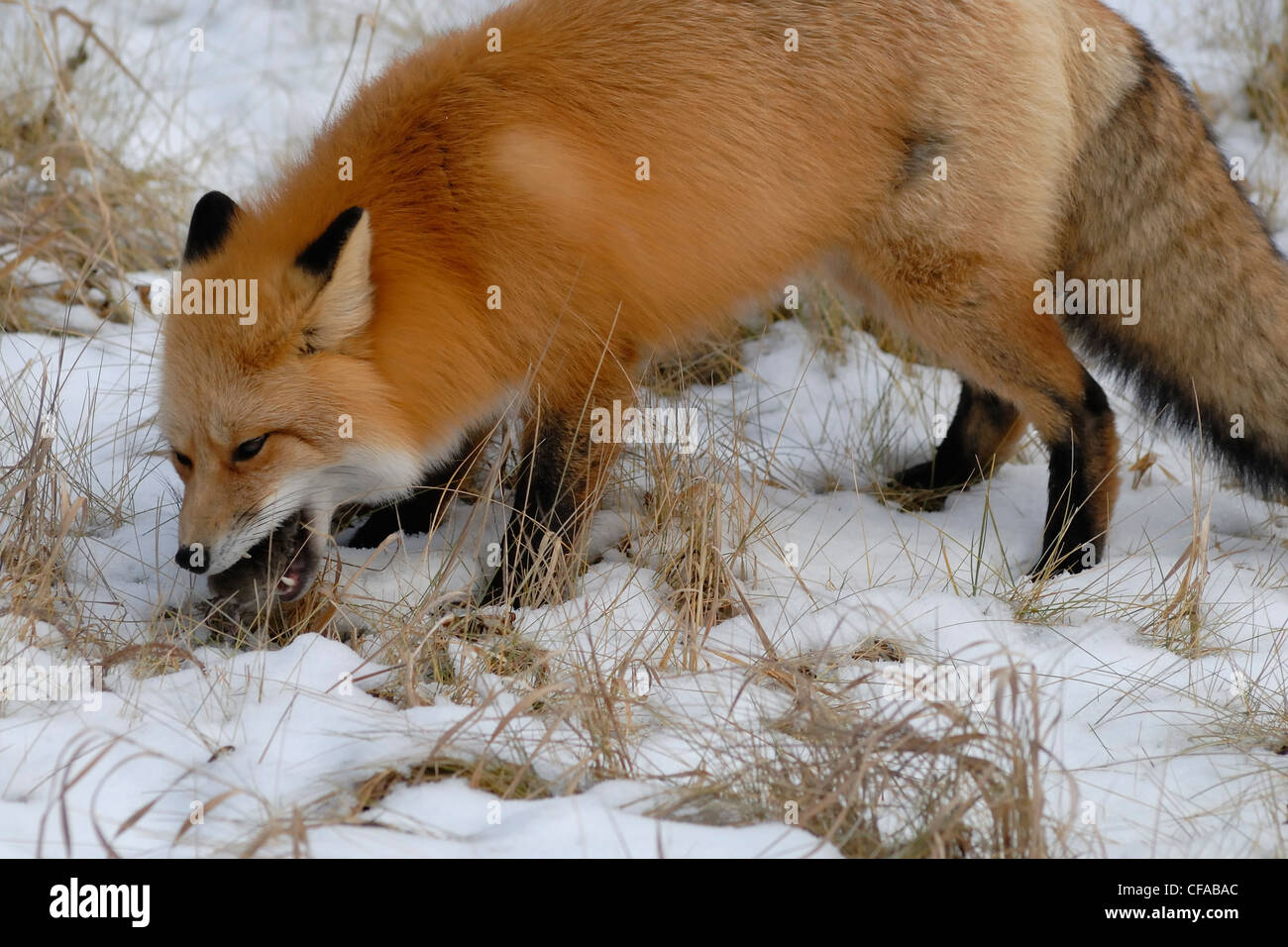 A red fox (Vulpes vulpes) eats a meadow vole, Jasper National Park