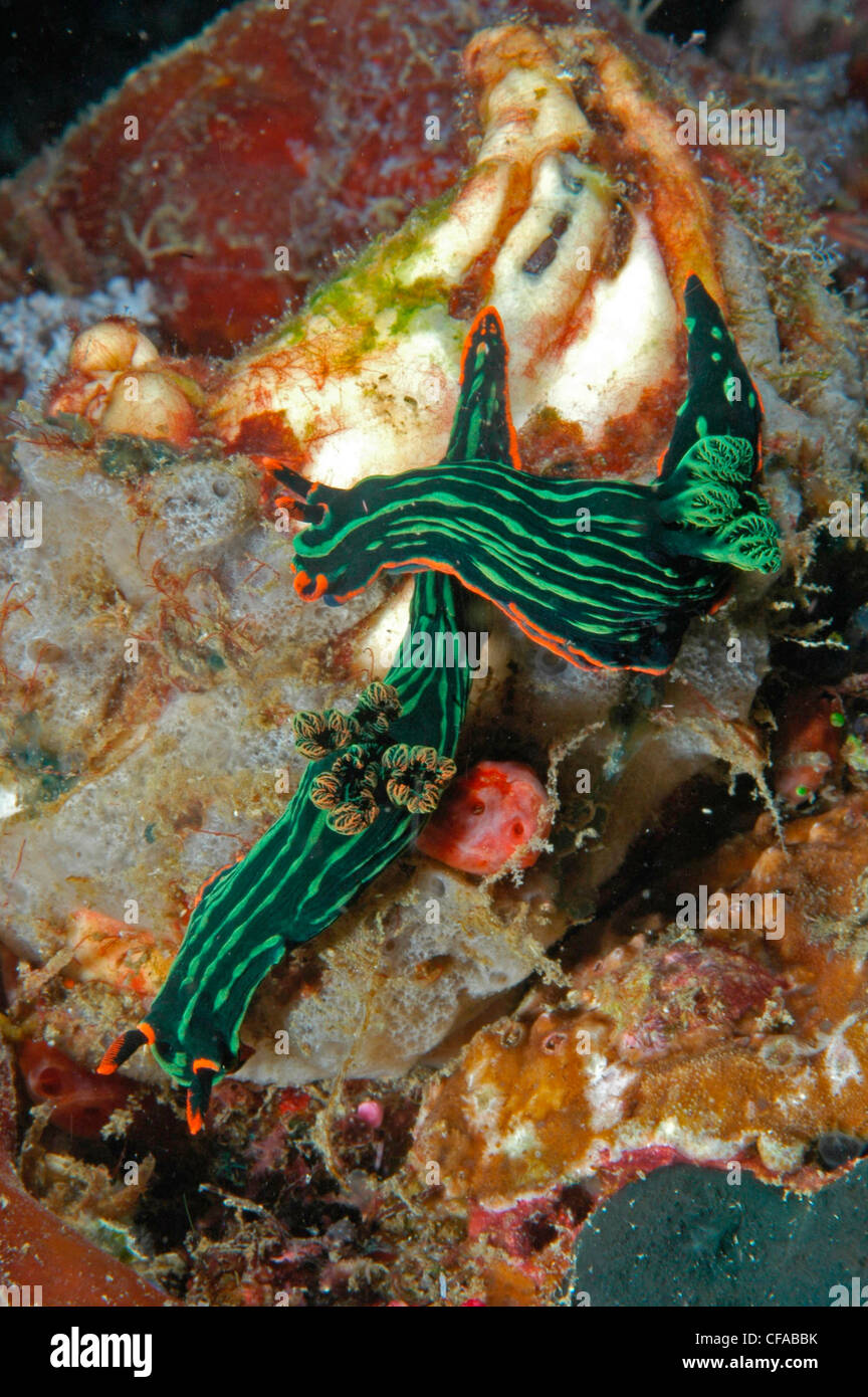 Mating nudibranchs, Raja Ampat, Indonesia Stock Photo
