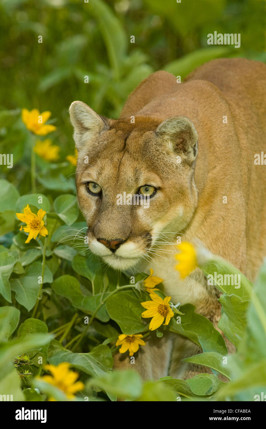 Cougar (Puma concolor ) with spring wildflowers (balsam arrowroot). Stock Photo