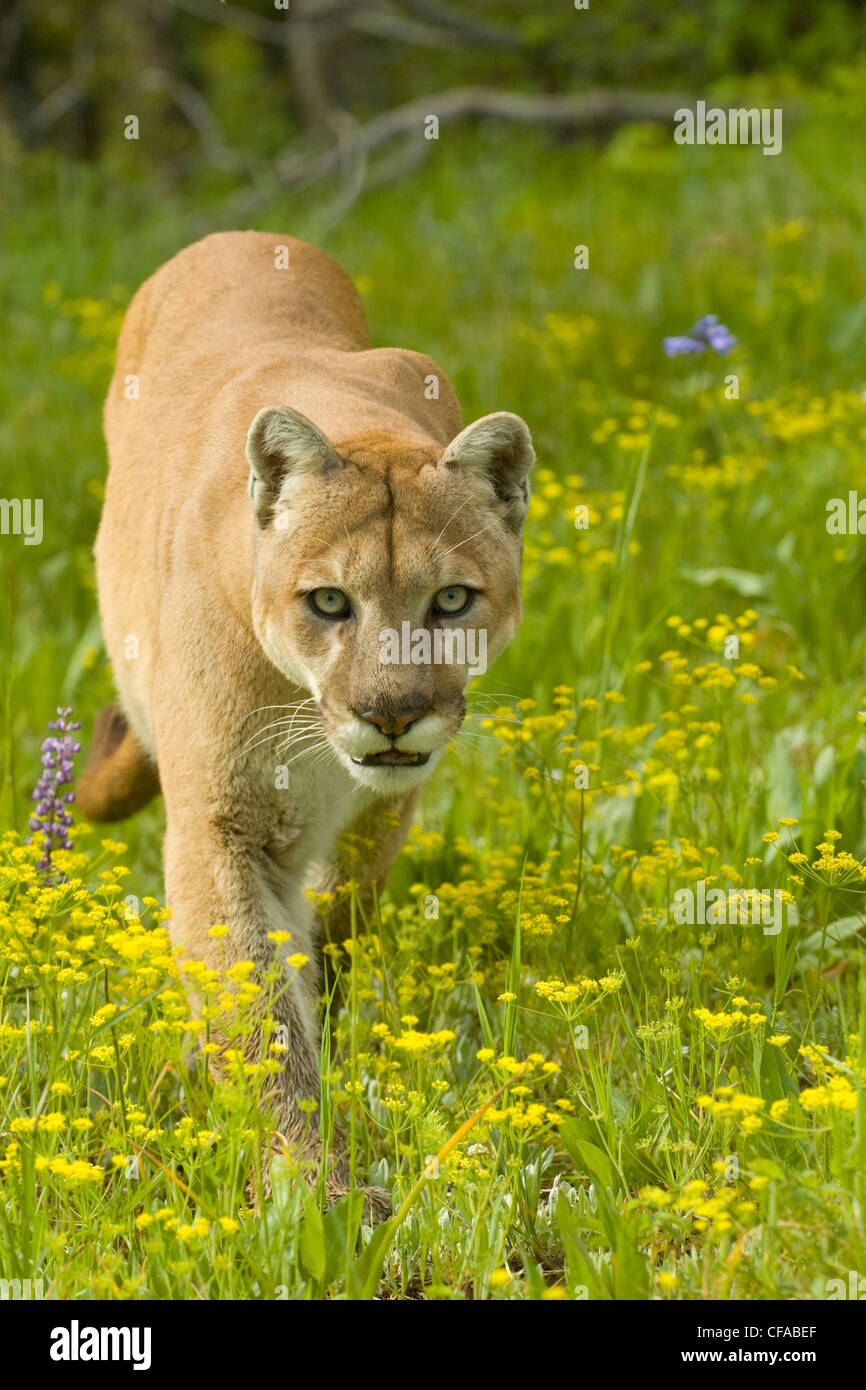 Cougar (Puma concolor) with spring wildflowers, Montana, USA. Stock Photo