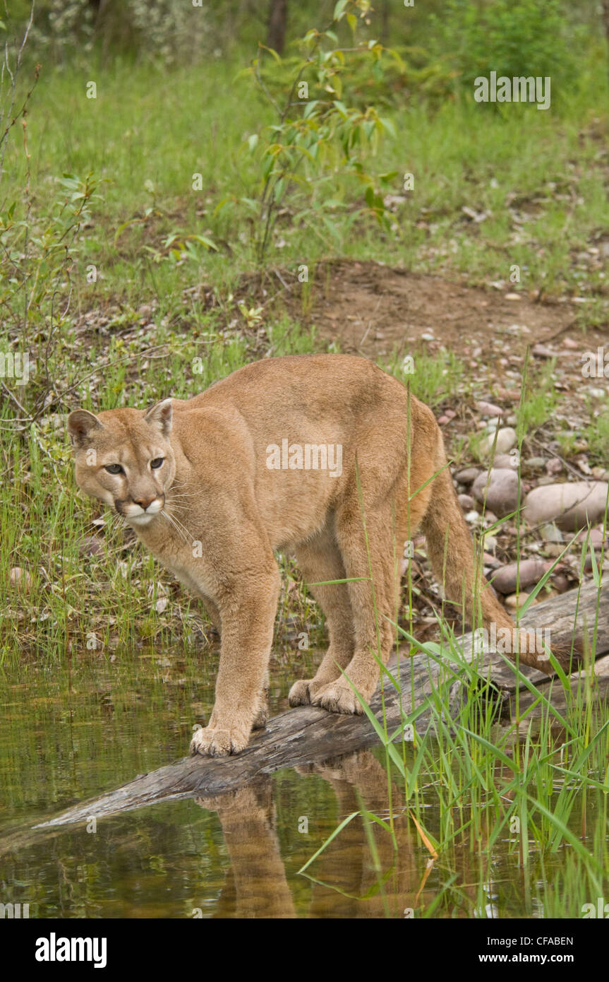 Cougar (Puma concolor) on log in pond in Montana, USA. Stock Photo