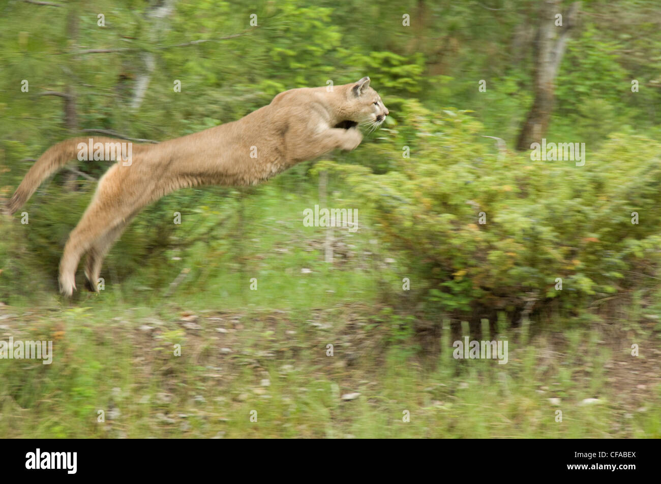 Cougar (Puma concolor) leaping, Montana, USA. Stock Photo