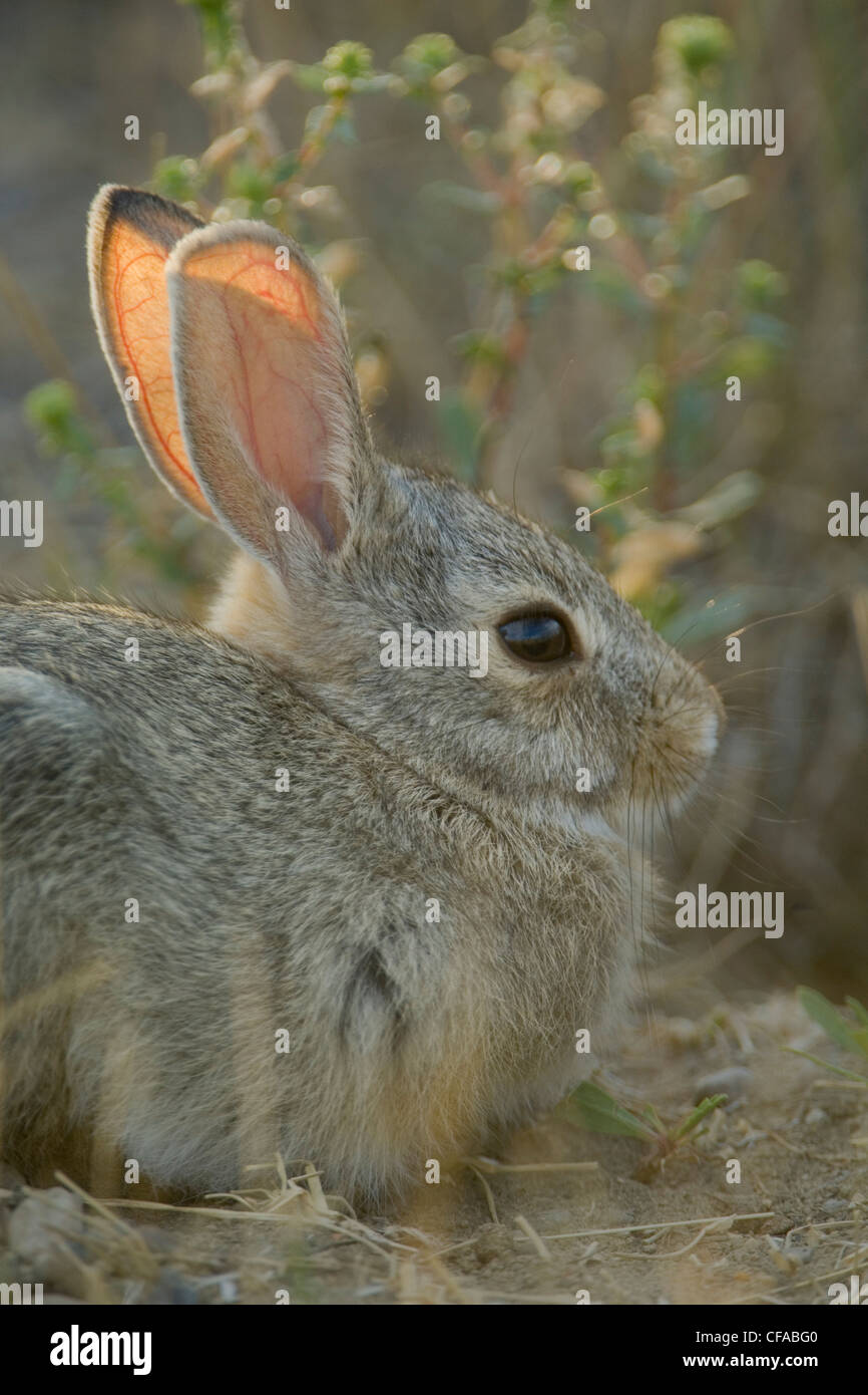 Sylvilagus Nuttallii High Resolution Stock Photography and Images - Alamy