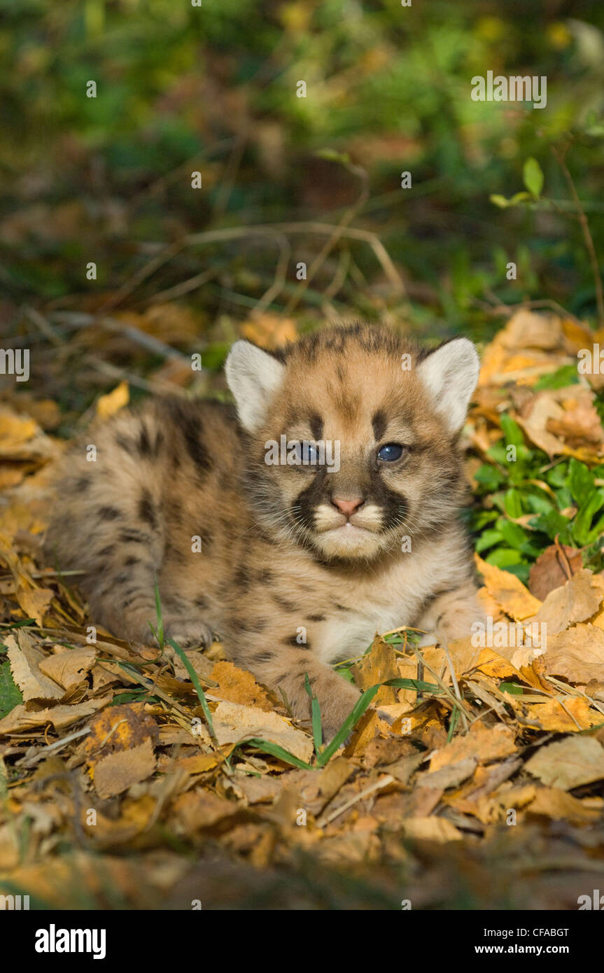 Cougar kitten (Puma concolor) 2 weeks old, in autumn leaves. Stock Photo