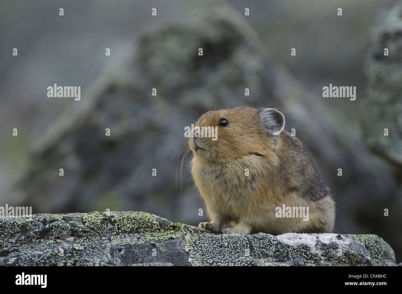 Pika (Ochotona princeps) sitting on rocks Stock Photo Alamy