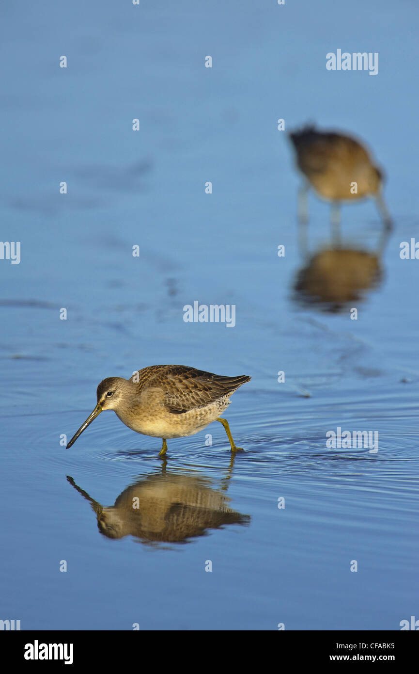 Two Short-billed Dowitchers (Limnodromus griseus) search for food in shallow pond. Stock Photo