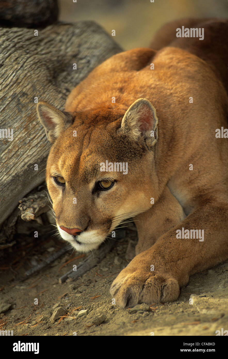 Cougar (Puma concolor) crouches near log. Stock Photo