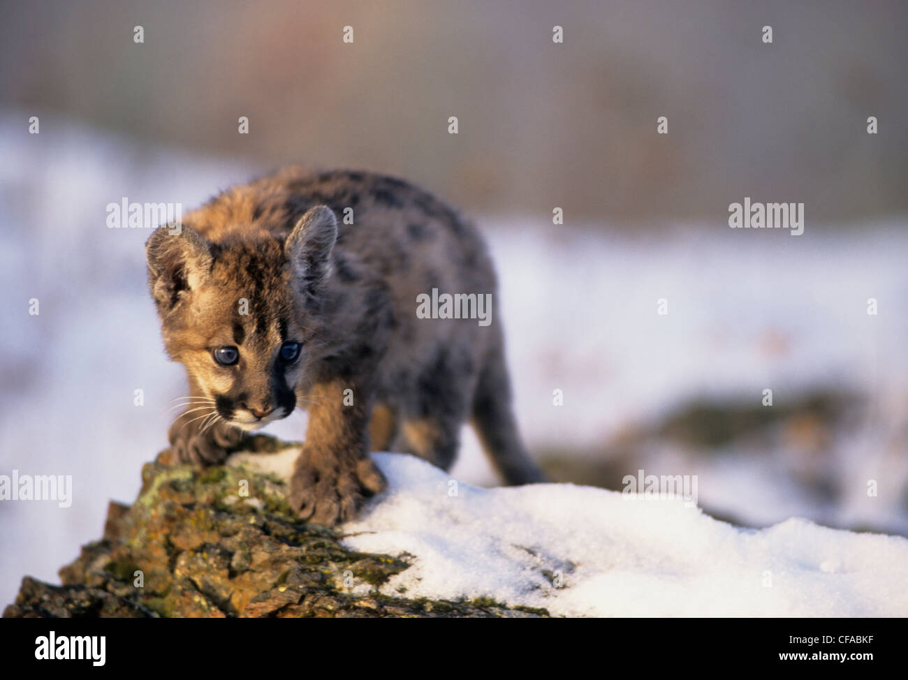 Cougar kitten (Puma concolor) 2 months old, in the snow. Stock Photo