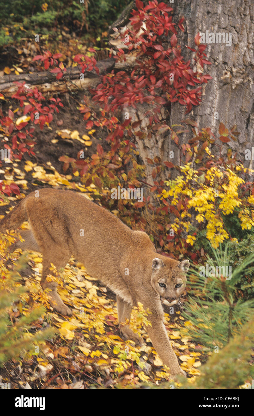 Adult cougar (Puma concolor) in autumn forest, Montana, USA. Stock Photo