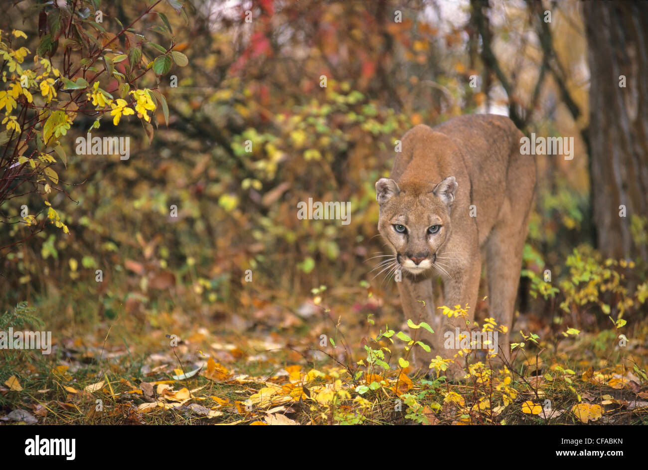 Adult cougar (Puma concolor) in autumn forest, Montana, USA. Stock Photo
