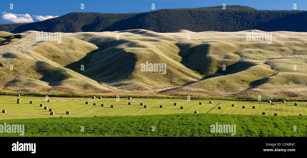 Gang Ranch and grasslands, British Columbia, Canada Stock Photo Alamy