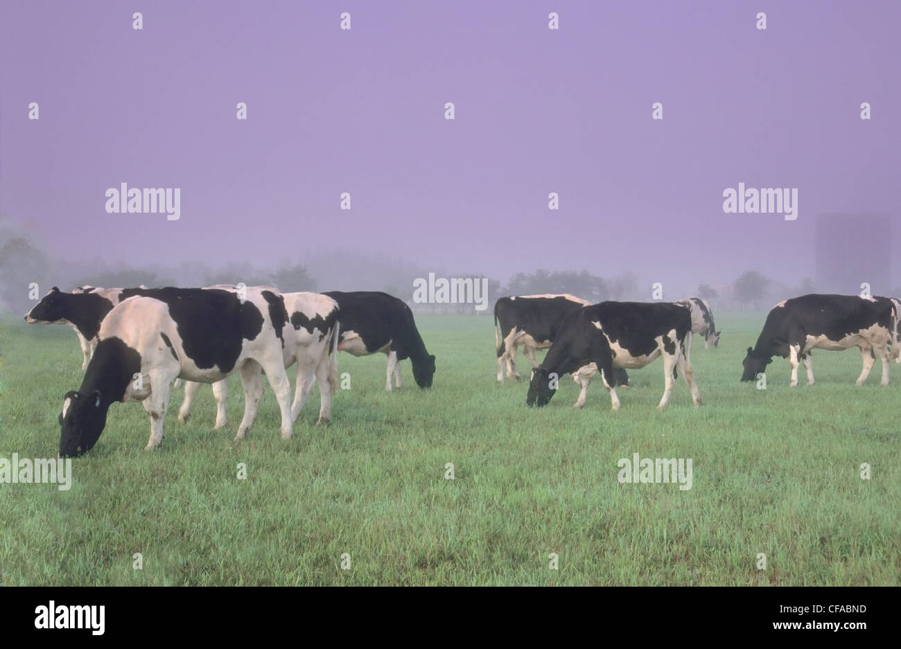 Holstein dairy cattle (Bos taurus) grazing in foggy pasture in ...