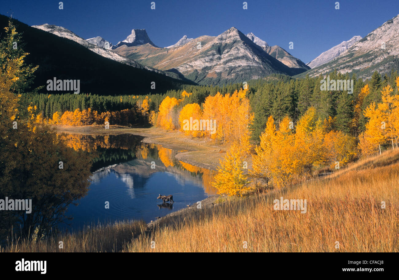 Moose in Wedge Pond in fall colours, Kananaskis Country, Alberta, Canada Stock Photo Alamy