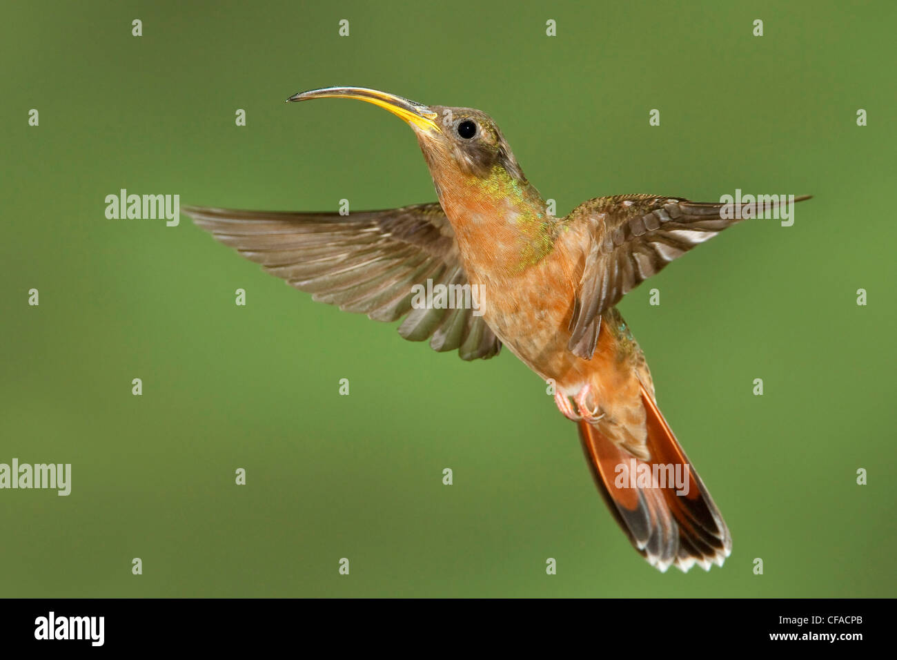 Rufous-breasted Hermit (Glaucis hirsutus insularum) flying while feeding at a flower in Trinidad and Tobago. Stock Photo