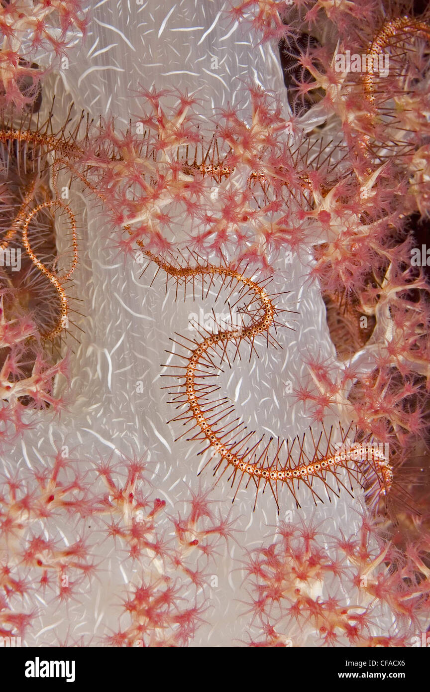 Brittlestar entwined in pink soft coral, Raja Ampat, Indonesia Stock Photo