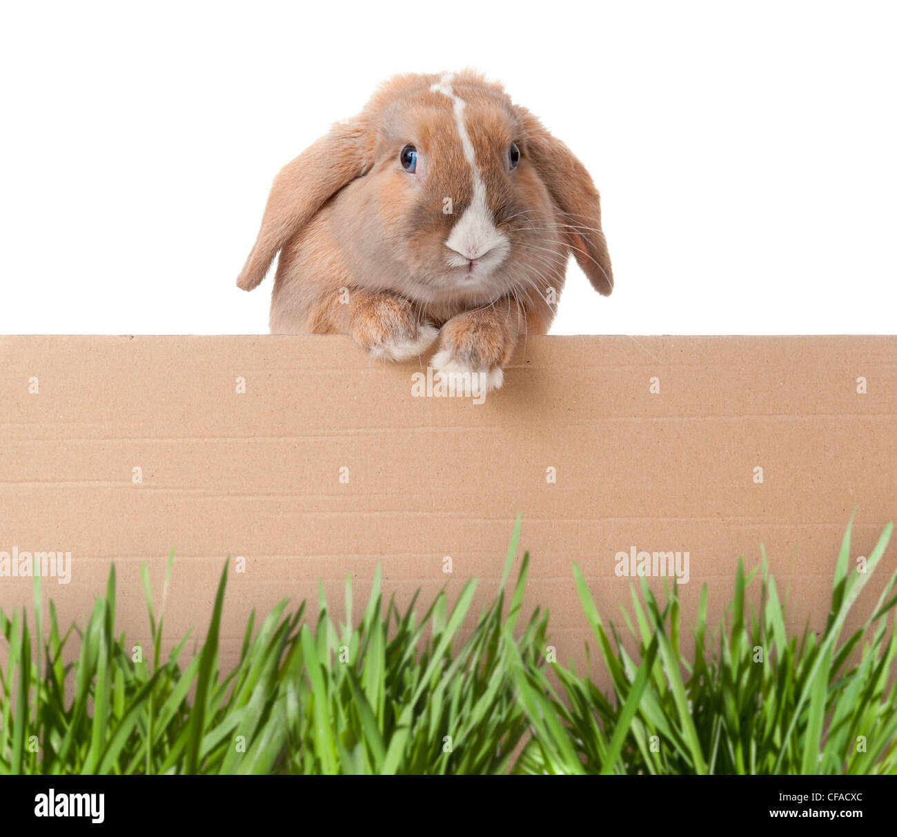 Lotsofbunnies
