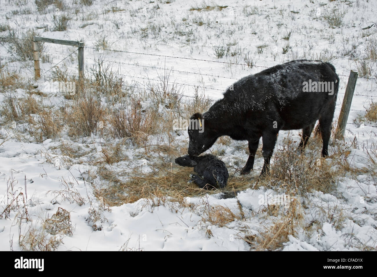 Cow licking newborn calf, Water Valley, Alberta, Canada Stock Photo - Alamy