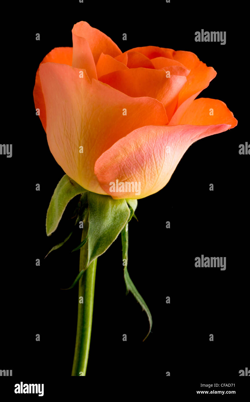 Hoa hồng cam đơn giản - Khi giản đơn gặp màu cam và hình ảnh đậm chất mỹ thuật, bạn sẽ được thấy một bức ảnh đầy sắc màu và tươi trẻ. Hoa hồng cam đơn giản trên nền đen là một sự kết hợp hoàn hảo giữa vẻ đẹp và sự tinh tế, mà bạn không thể bỏ lỡ.