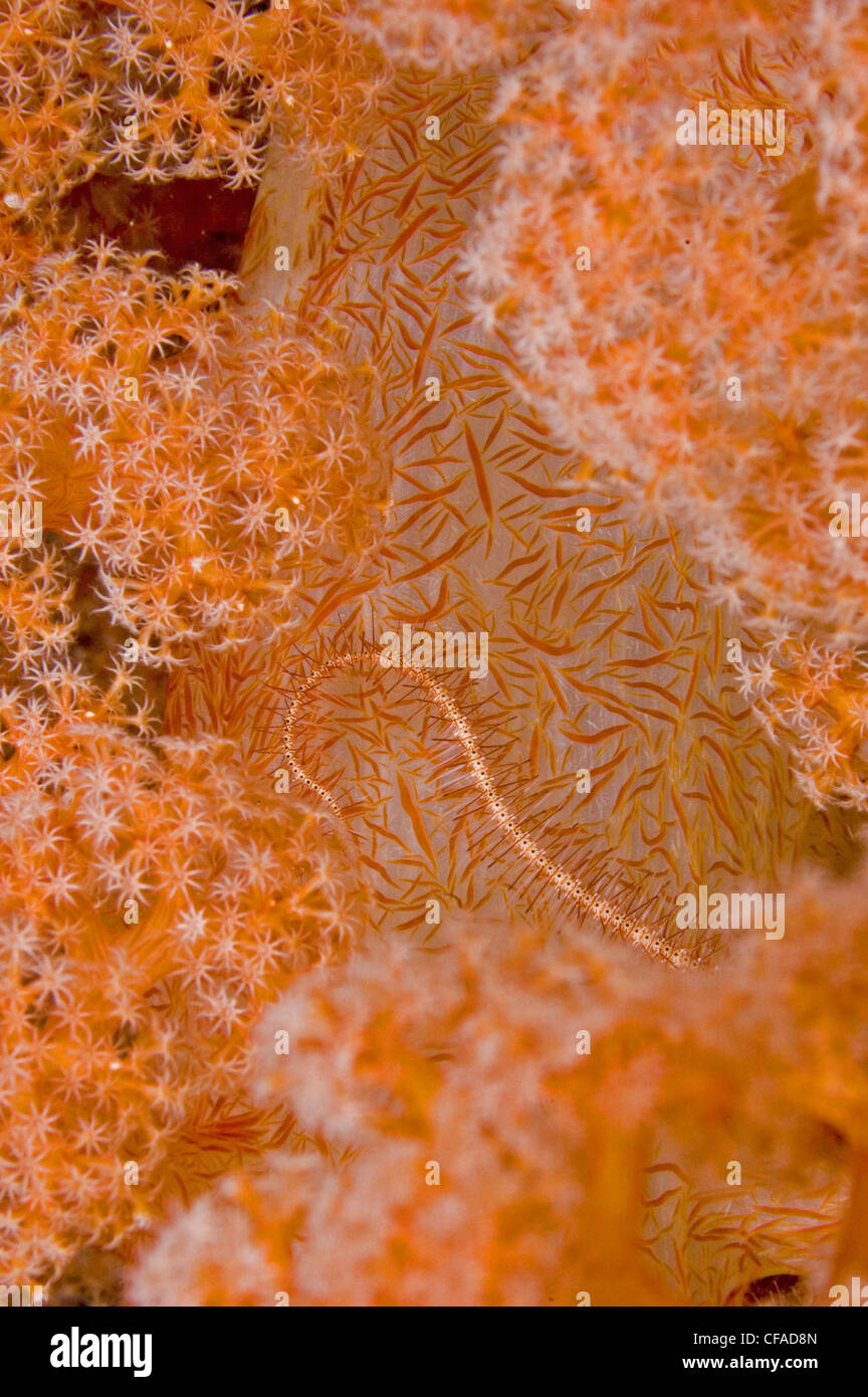 Brittlestar entwined in orange soft coral, Raja Ampat, Indonesia Stock Photo