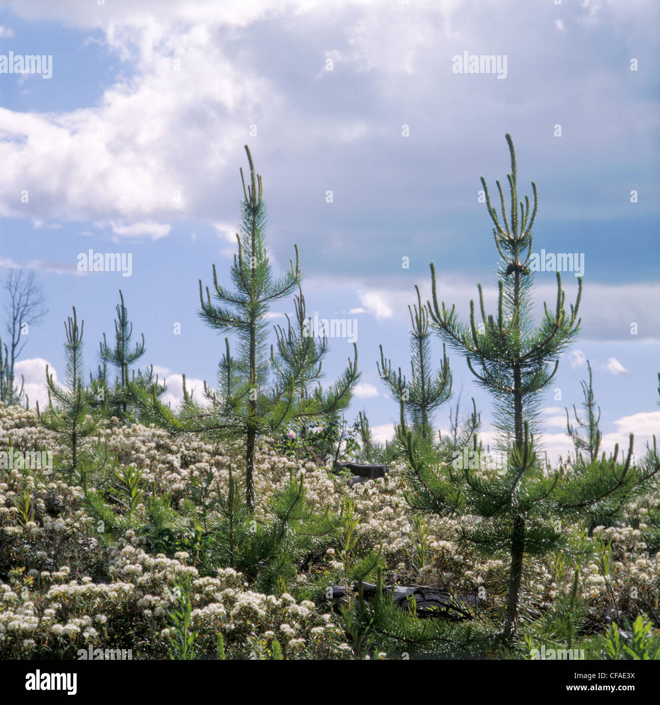 lodgepole pine regeneration ground vegeation Stock Photo - Alamy