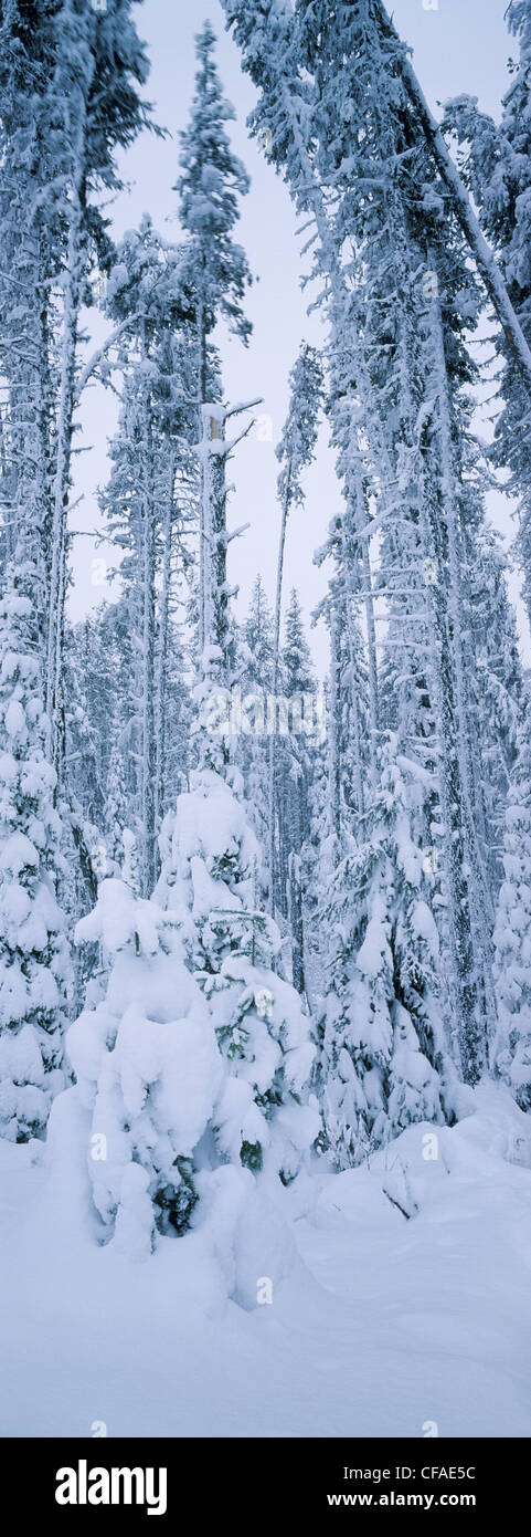 lodpole pine and subalpine fir forest after snowstorm, McDonald Pass, Little Fort, British Columbia Stock Photo