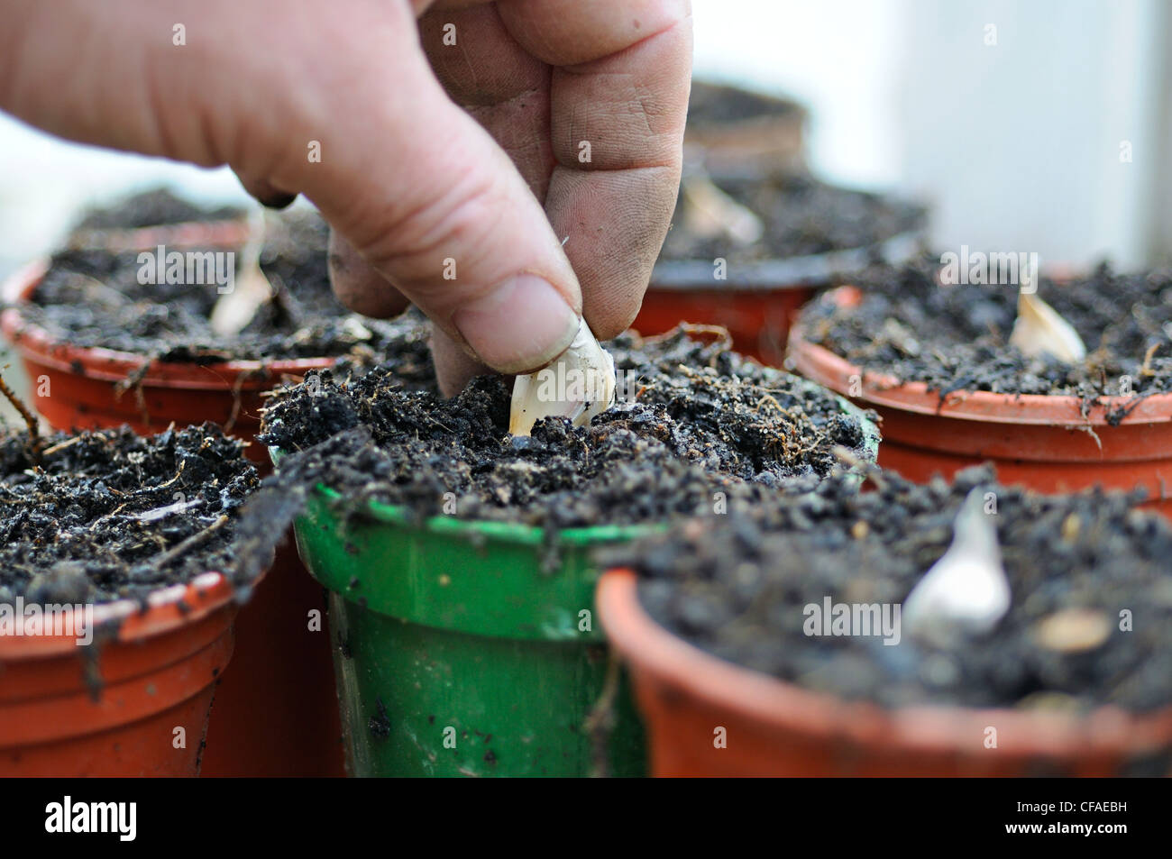 Gardeners hand planting garlic cloves in pots on greenhouse bench, January Stock Photo