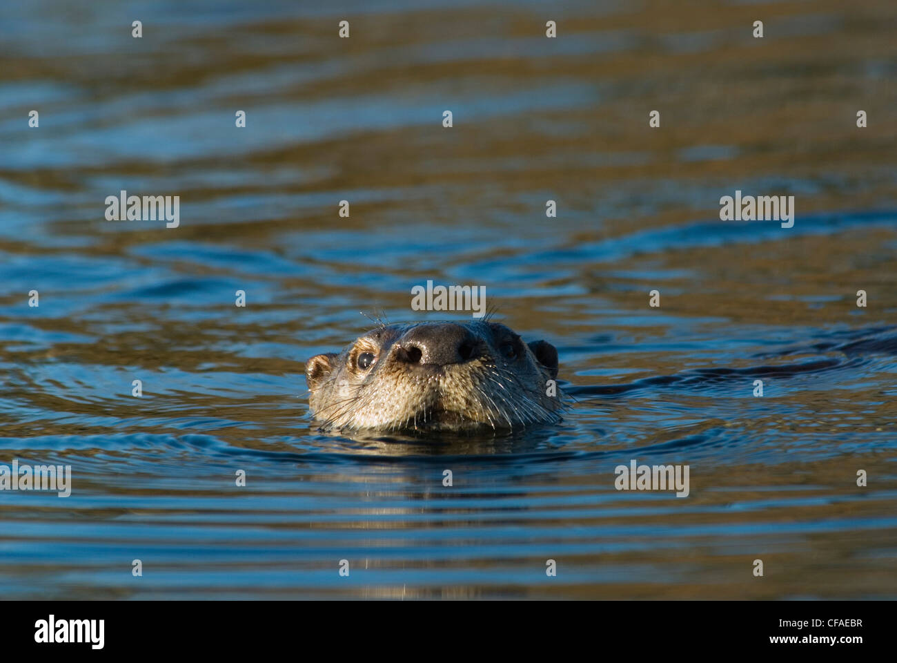 A river otter in Saanich Inlet on Vancouver Island, British Columbia ...