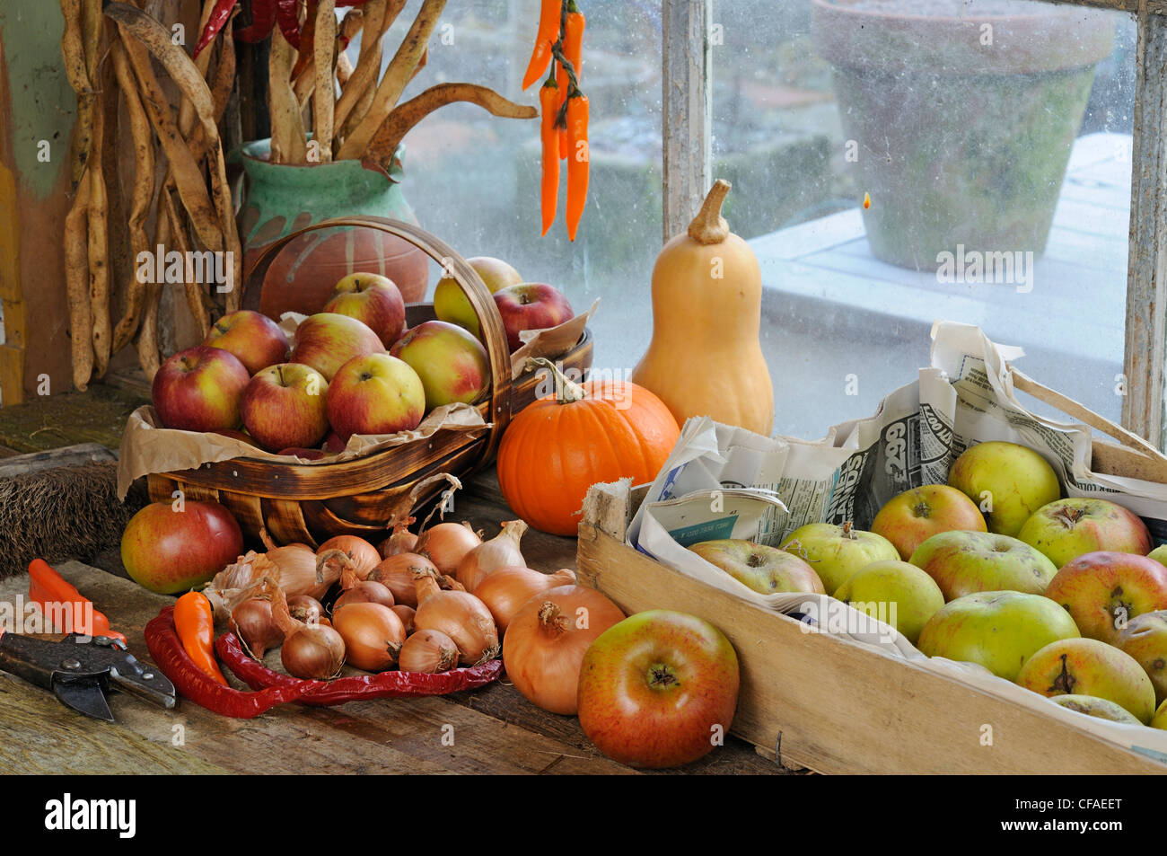 Garden potting shed bench in autumn with stored apples, runner bean seed, chillies and squashes, UK, October Stock Photo