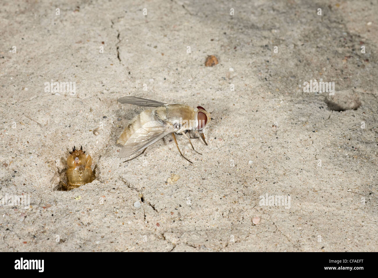Bee fly Paravillsp adult just emerged pupal case Stock Photo