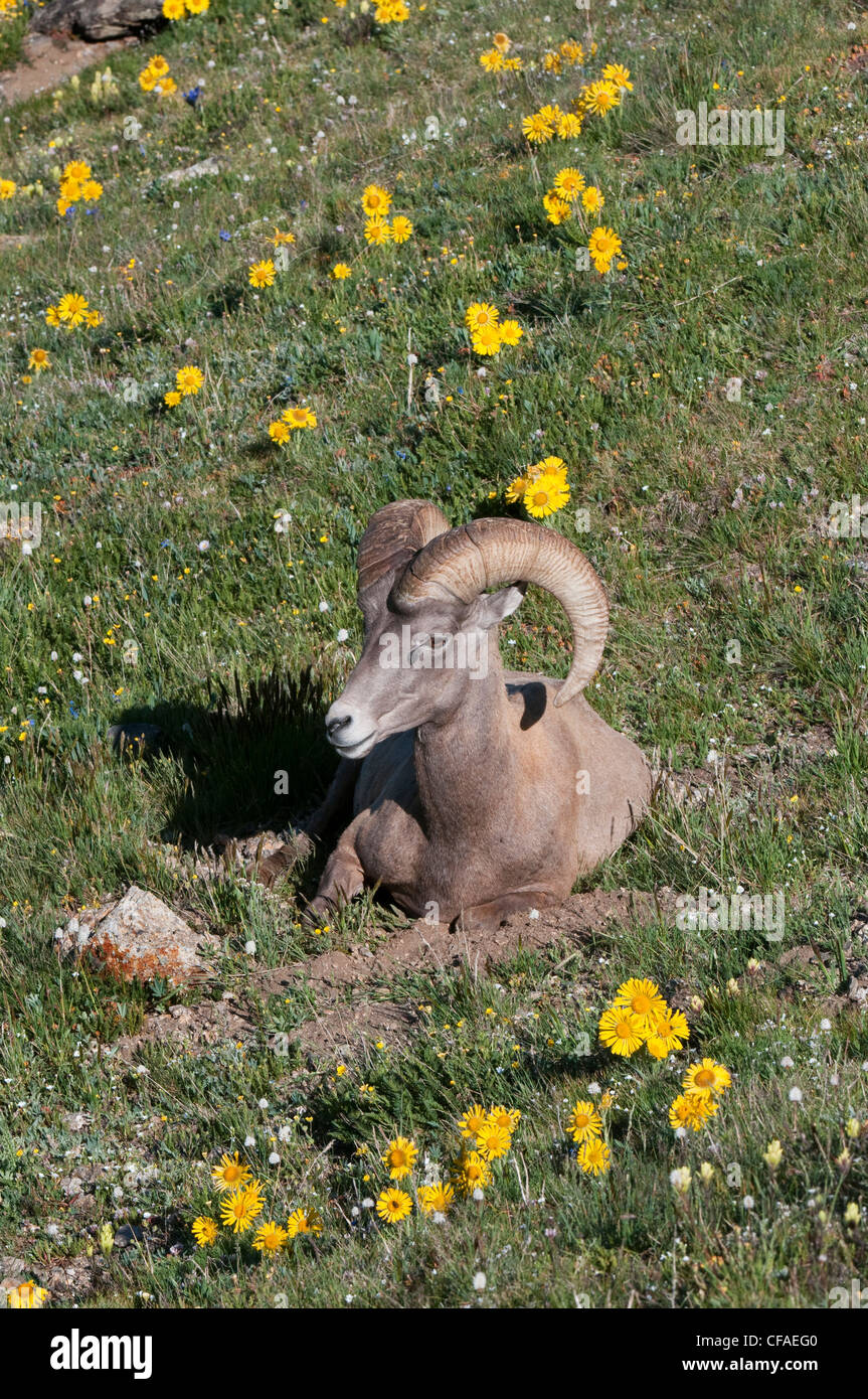 Bighorn sheep (Ovis canadensis), ram, among alpine wildflowers, Rocky Mountain National Park, Colorado. Stock Photo