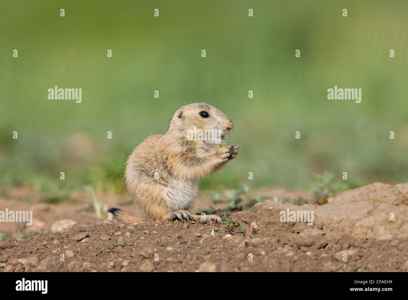 Black-tailed prairie dog (Cynomys ludovicianus), juvenile eating feces (coprophagy) at burrow, Golden, Colorado. Stock Photo