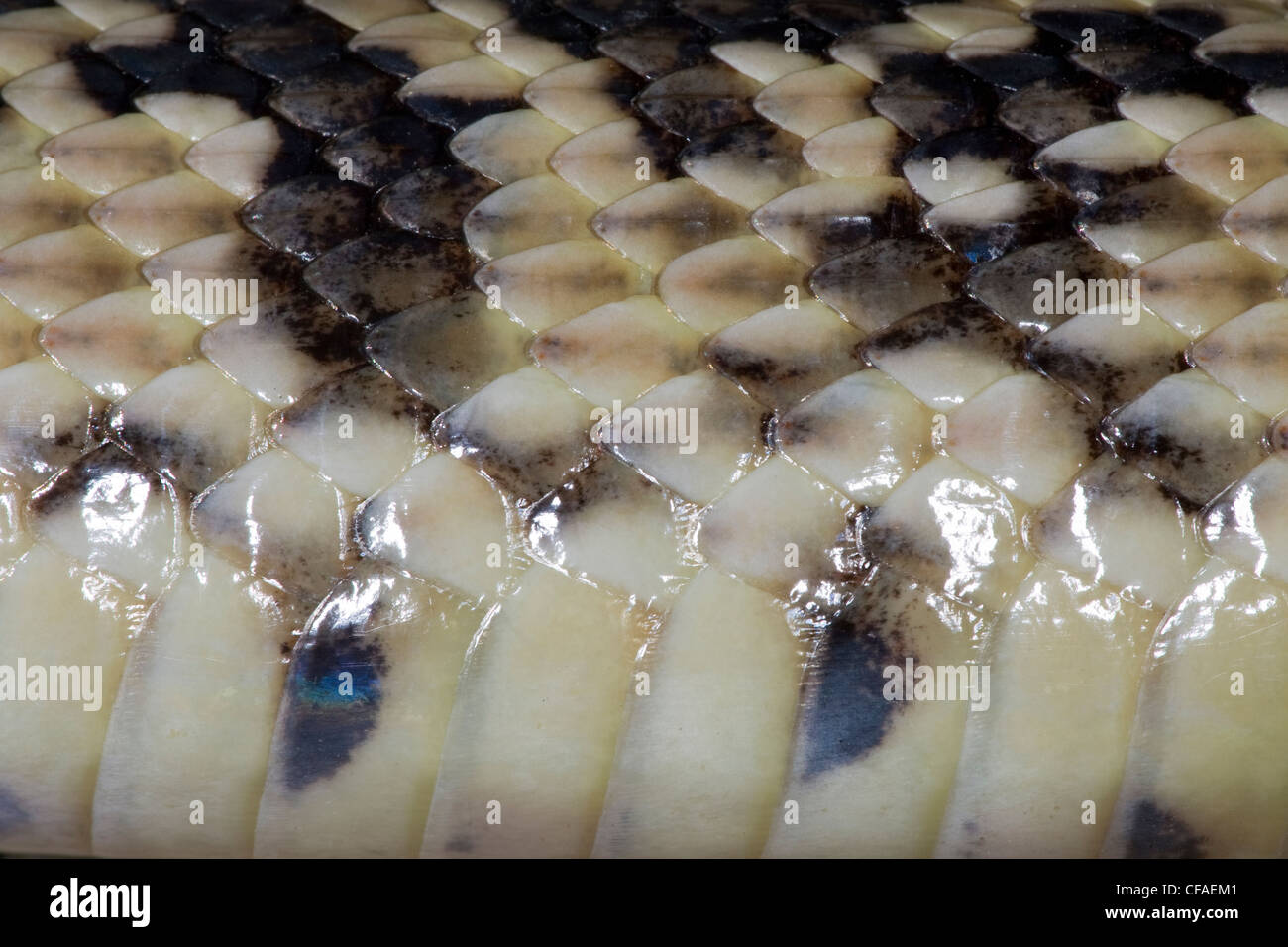 Road-killed bull snake (Pituophis catenifer sayi), detail of scales, lateral view, Pueblo West, Colorado. Stock Photo